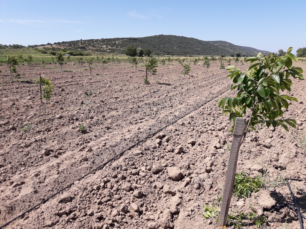 Ceviz bahçesi fotoğrafı