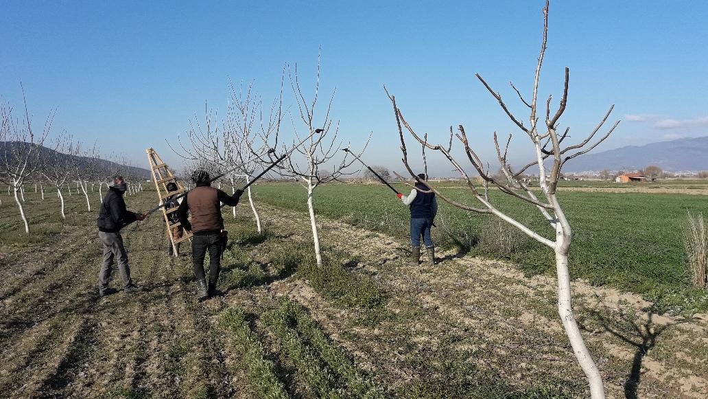 Ceviz bahçesi fotoğrafı