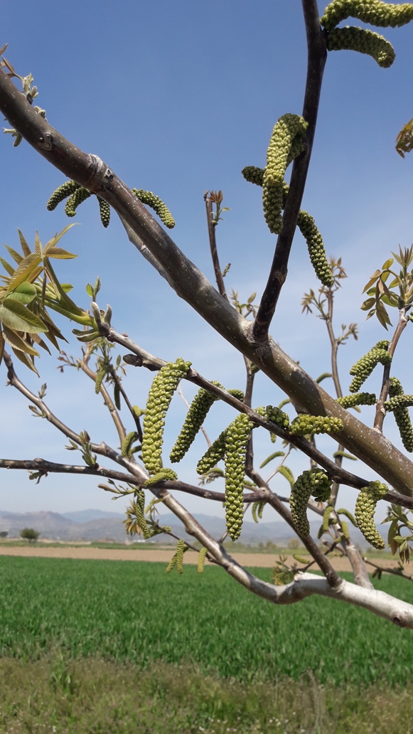 Ceviz bahçesi fotoğrafı