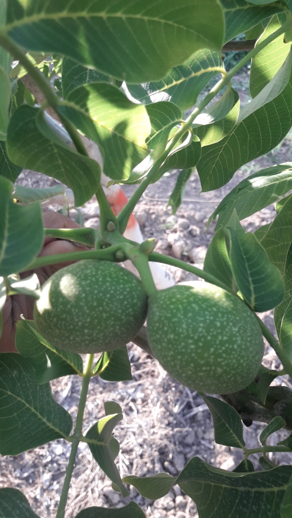 Ceviz bahçesi fotoğrafı