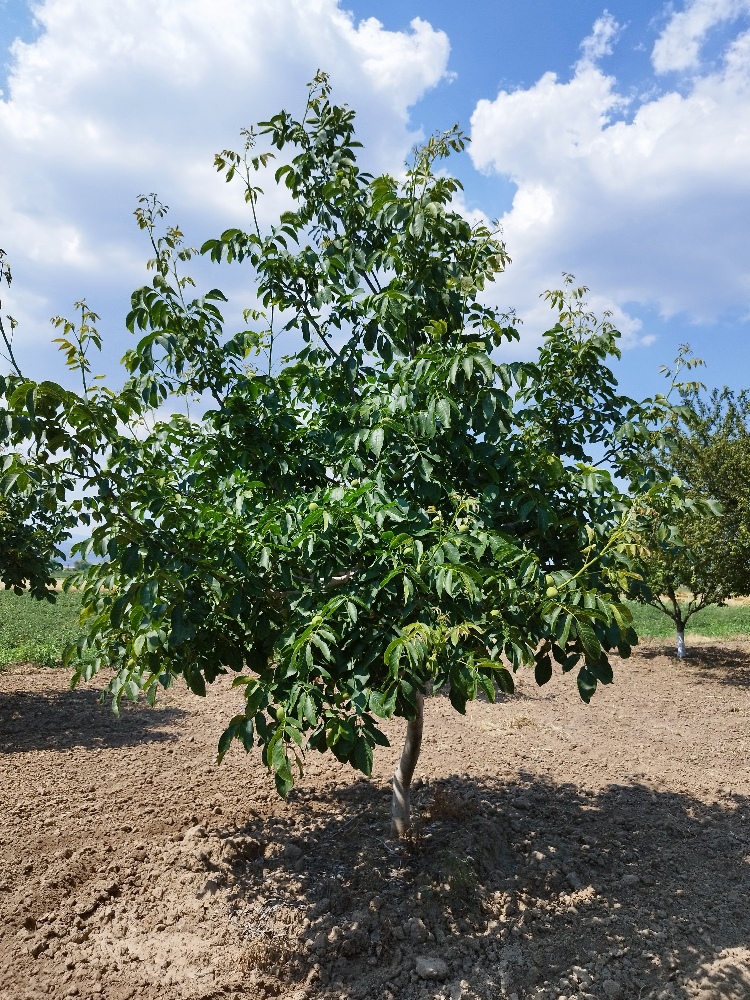 Ceviz bahçesi fotoğrafı