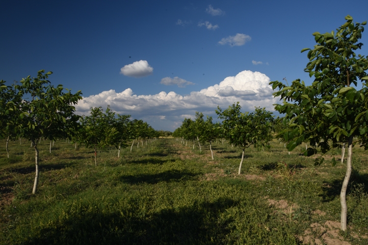 Ceviz bahçesi fotoğrafı