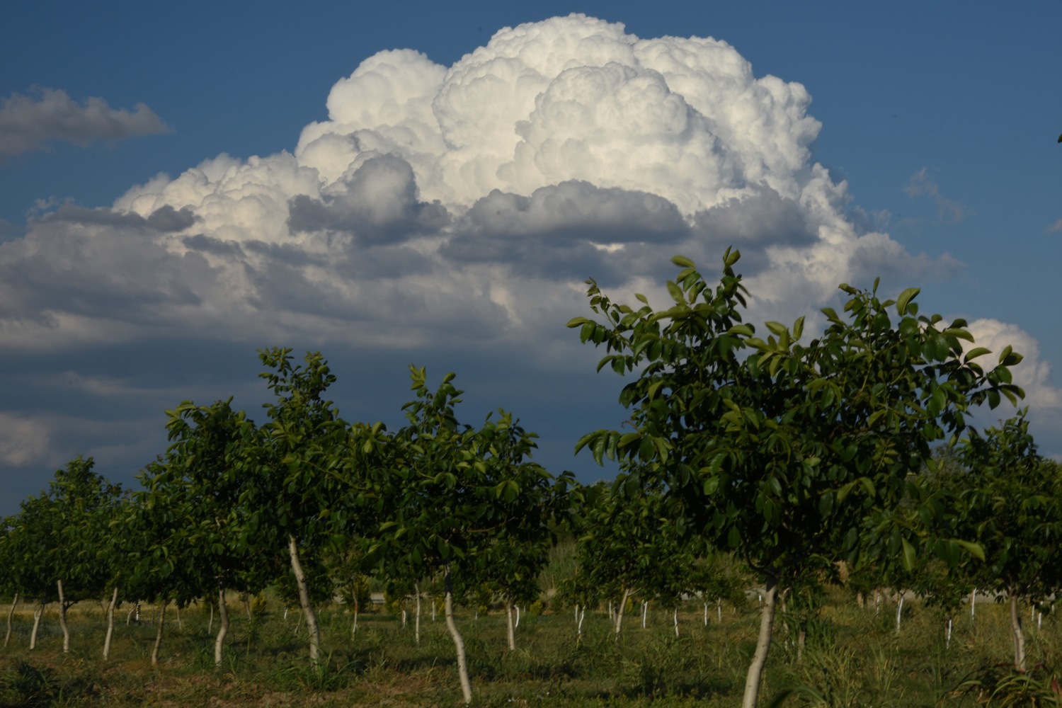 Ceviz bahçesi fotoğrafı