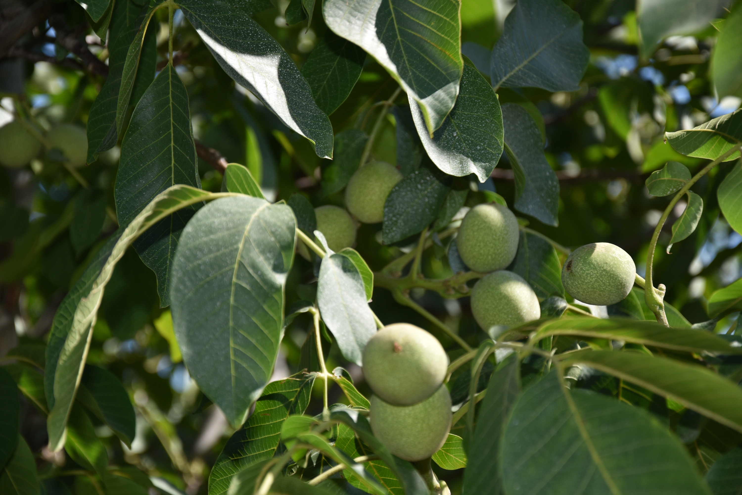 Ceviz bahçesi fotoğrafı