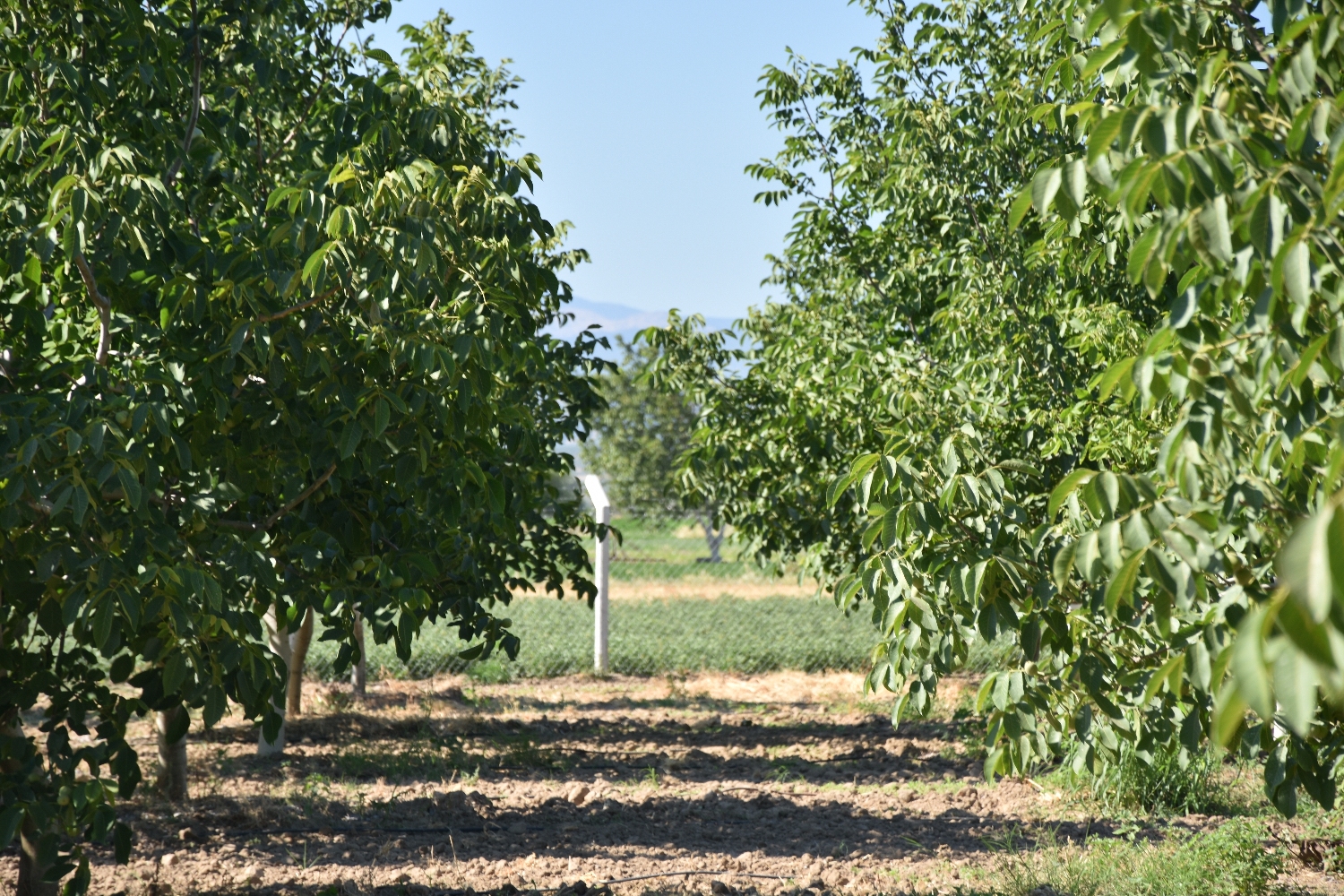 Ceviz bahçesi fotoğrafı