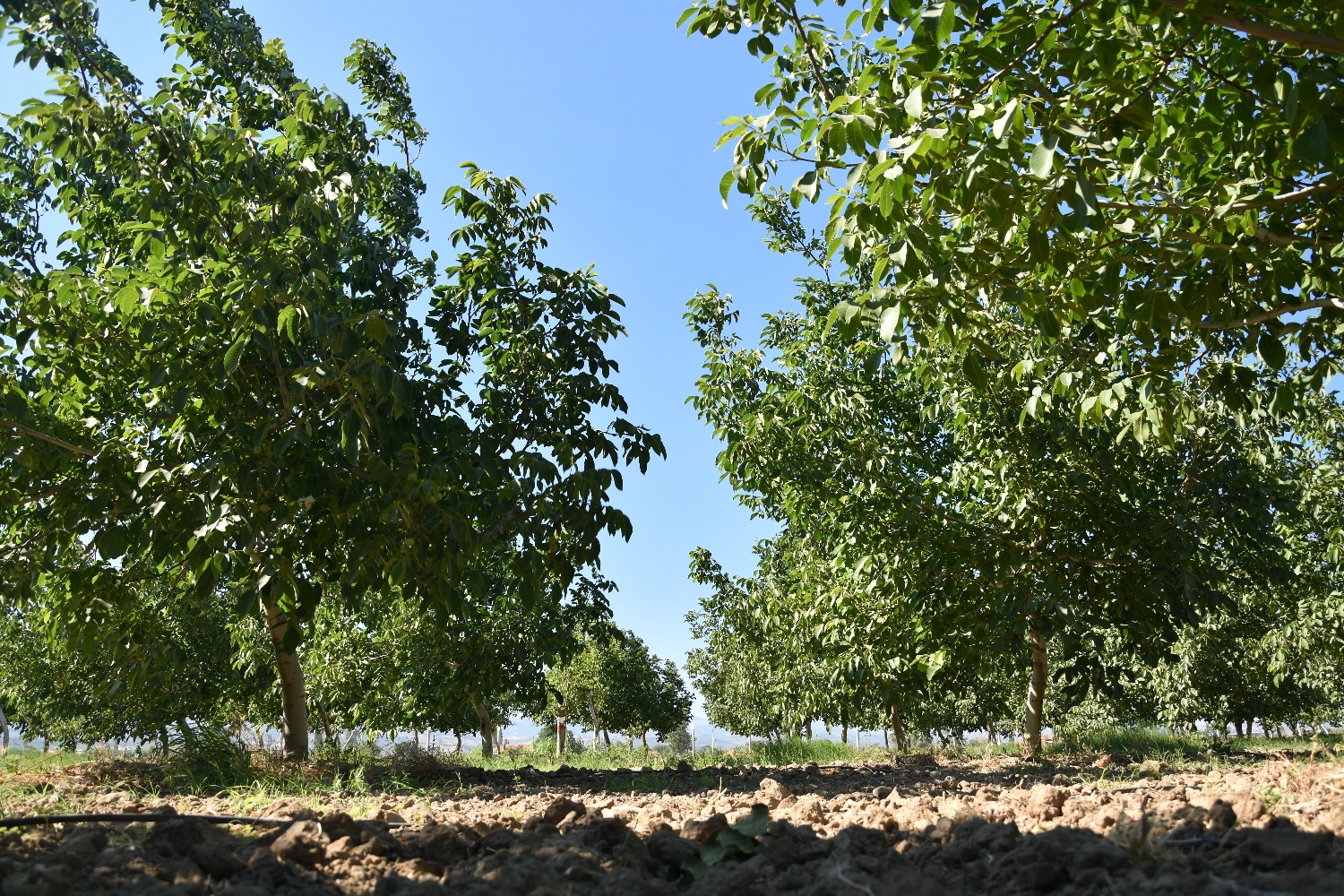 Ceviz bahçesi fotoğrafı