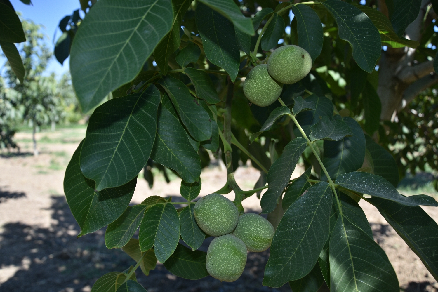 Ceviz bahçesi fotoğrafı