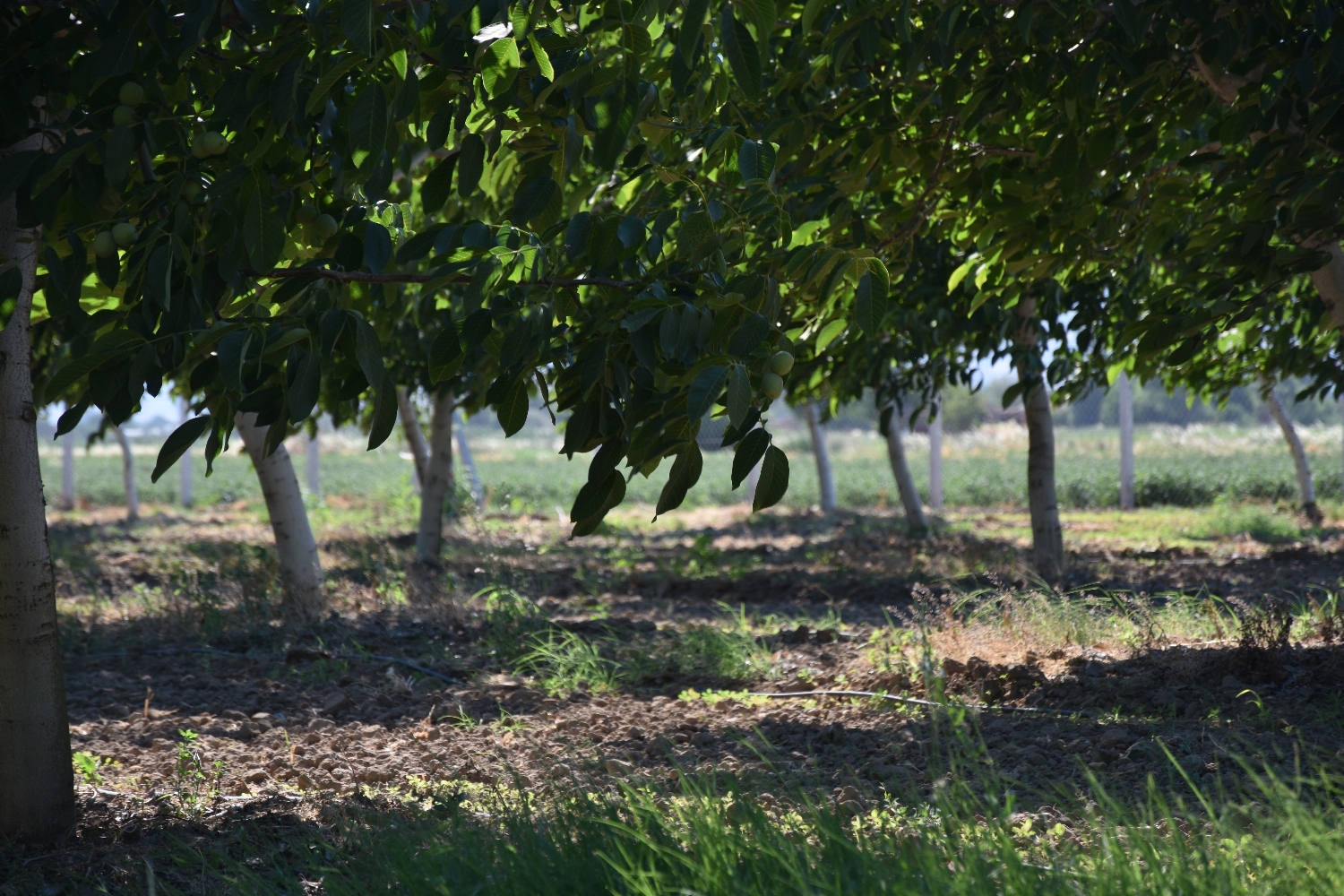 Ceviz bahçesi fotoğrafı