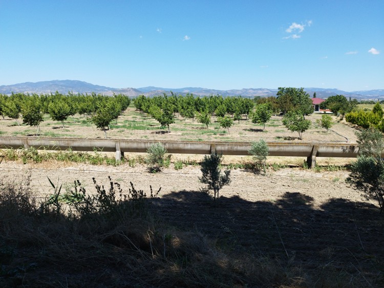 Ceviz bahçesi fotoğrafı