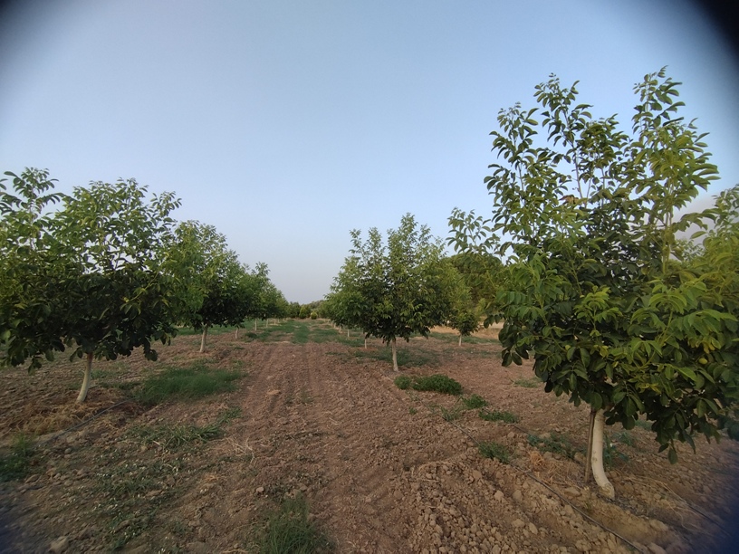 Ceviz bahçesi fotoğrafı