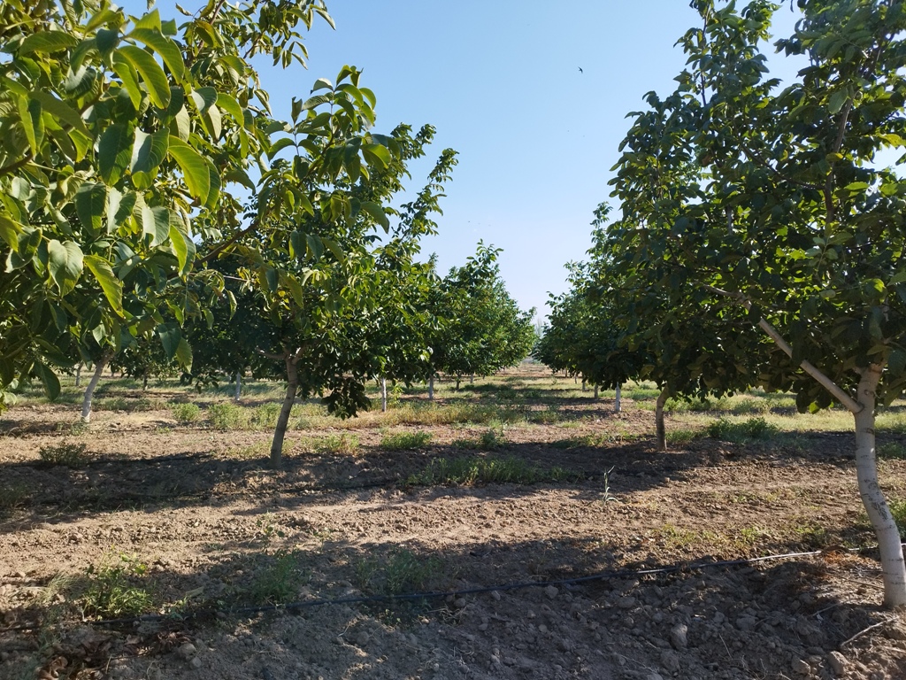 Ceviz bahçesi fotoğrafı