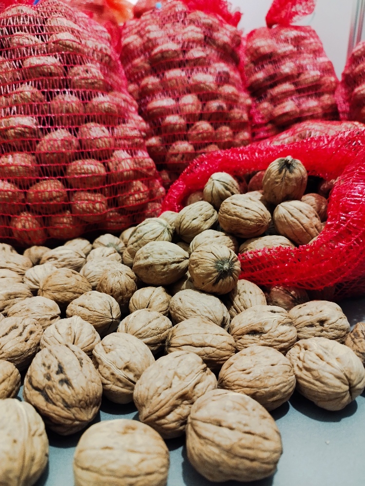 Ceviz bahçesi fotoğrafı